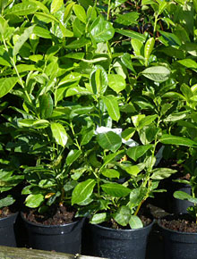 3295-prunus laur-rotundifolia